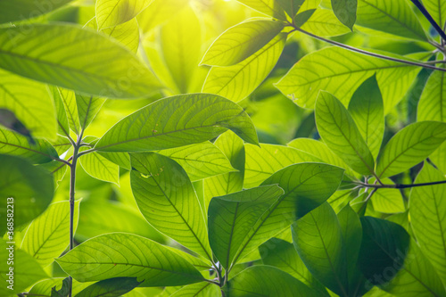 The sun shone on the green leaves