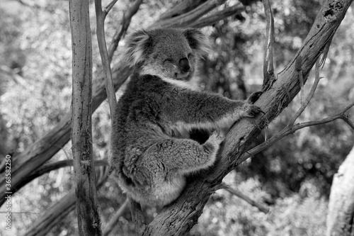 Photography Black and White Australian Koala in a wildlife sanctuary.