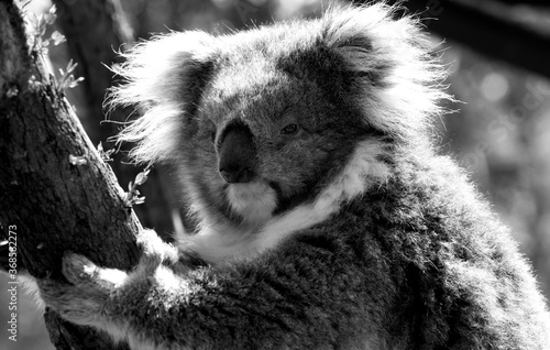 Photography Black and White Australian Koala in a wildlife sanctuary.