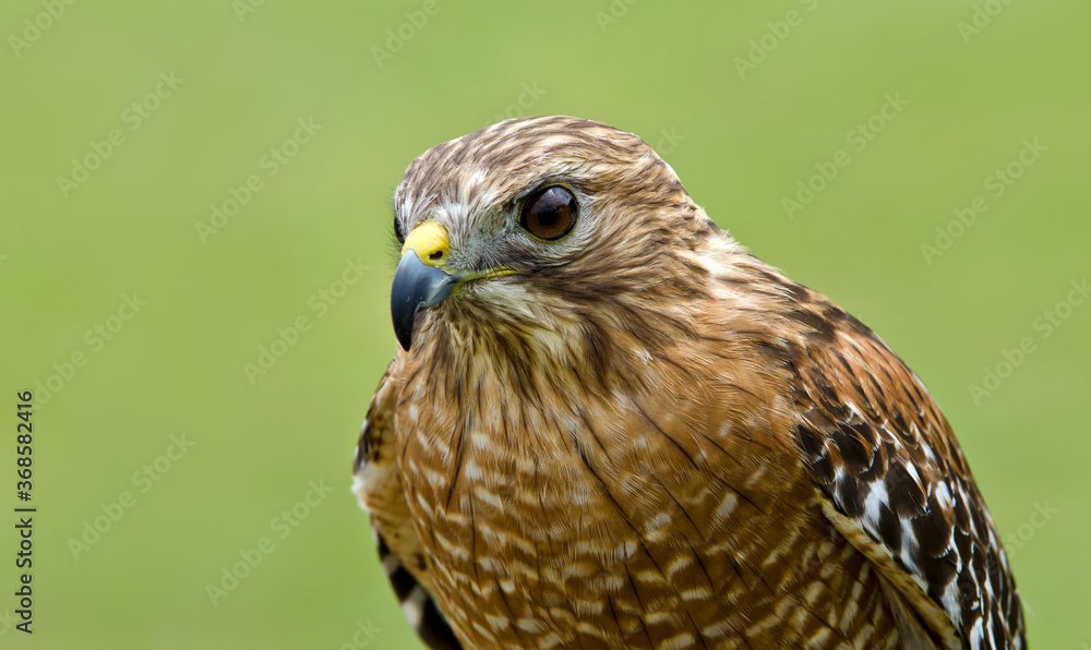 Portrait of Red-shouldered Hawk (Buteo lineatus), against natural green background. Copy space. Portrait of Red-shouldered Hawk (Buteo lineatus), against natural green background. Copy space.
