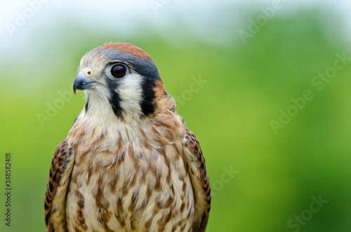 Portrait of American Kestrel  Falco sparverius   the smallest falcon in North America  copy space.