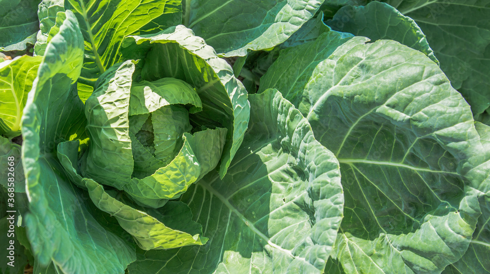 Obraz premium cabbage in the garden