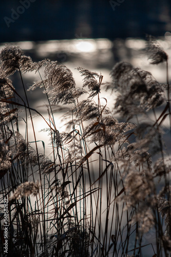 reeds on a winter lake 