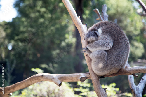 Photography A rescued australian koala (Phascularctos cinereous).