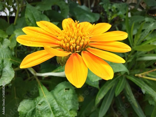 Elegant Rich Yellow Flower 