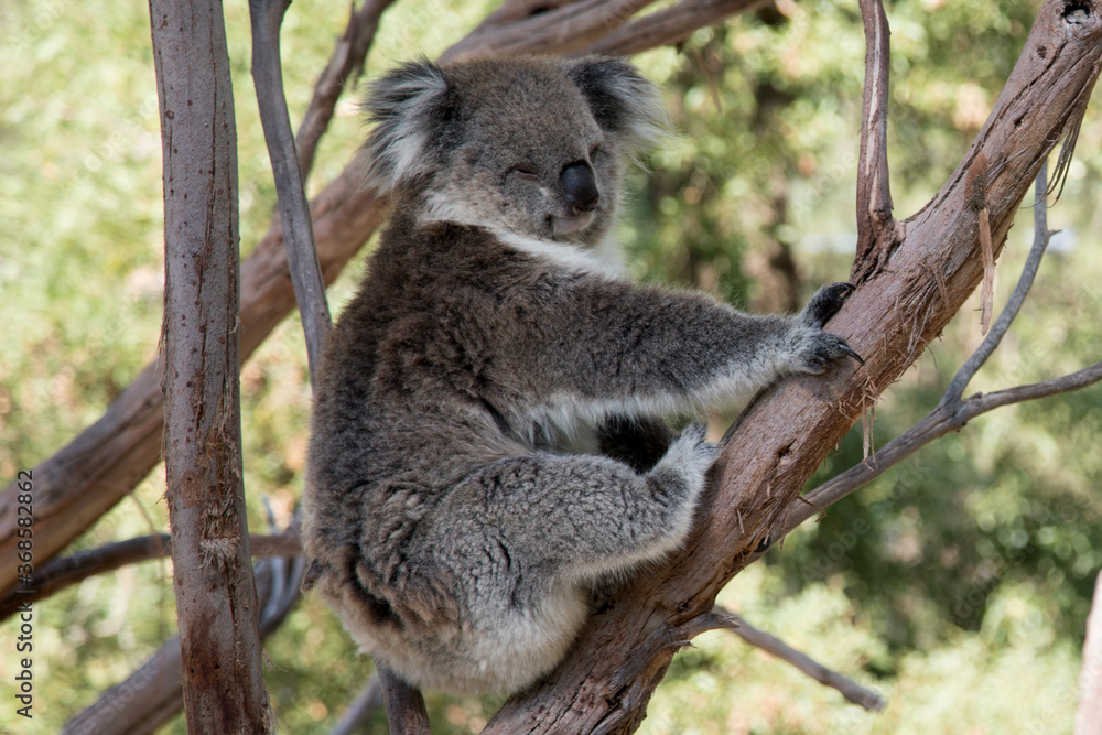 Naklejka premium Australian Koala in a wildlife sanctuary. 