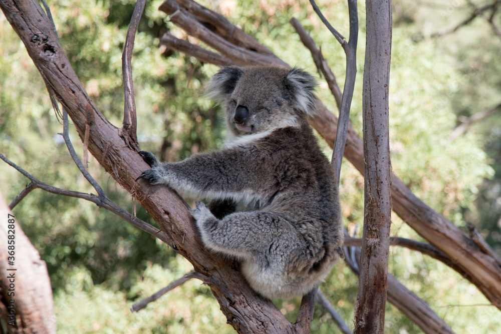 Fototapeta premium Australian Koala in a wildlife sanctuary. 