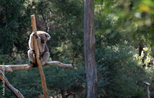 Canvas Print Australian Koala in a wildlife sanctuary.