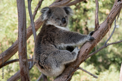 Australian Koala in a wildlife sanctuary. 
