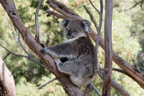 Australian Koala in a wildlife sanctuary.	