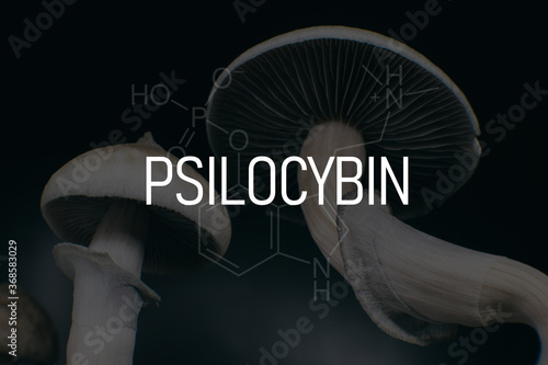 chemical formula of psilocybin on a blackboard Mushroom. Psilocybin mushroom. photo