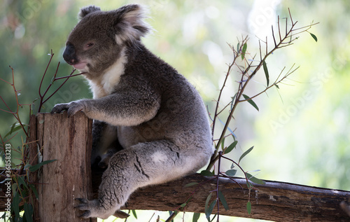 Photography Australian Koala in a wildlife sanctuary.