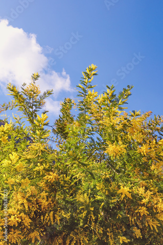 Acacia dealbata ( mimosa ) tree with bright yellow flowers against blue sky on sunny spring day © Olga Iljinich
