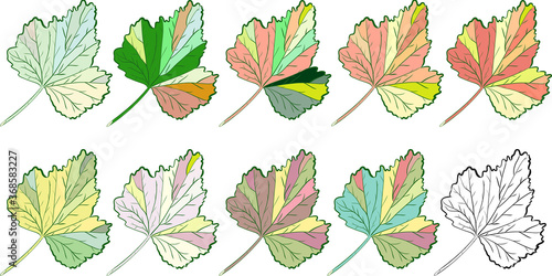 Illustration. Graphic drawing. Autumn leaves. Scheme. Close-up. White background. Can be used as a print template.