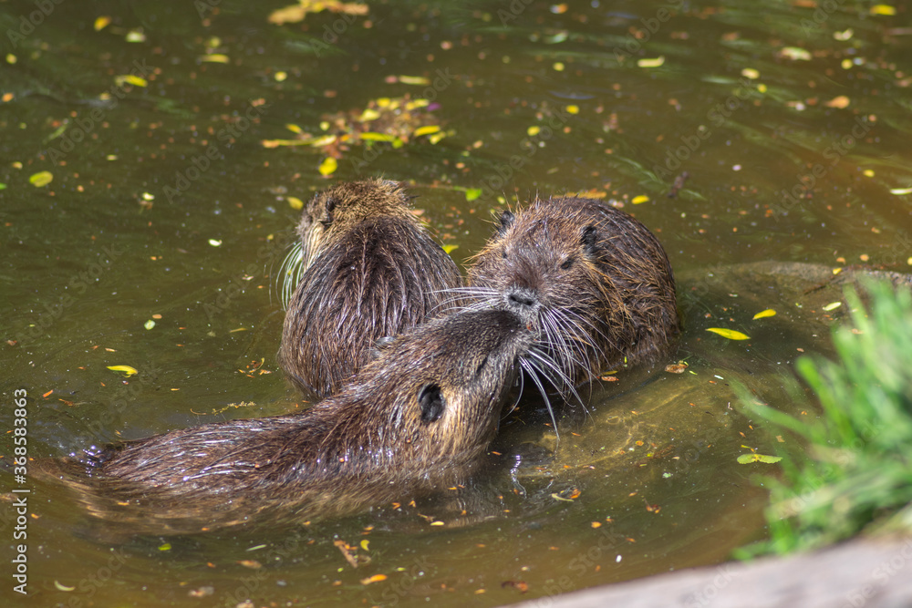 Myocastor coypus nutria large herbivorous semiaquatic rotent eating carrot Myocastor coypus nutria large herbivorous semiaquatic rotent eating carrot