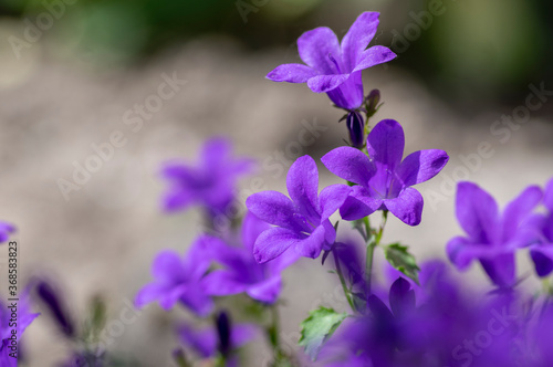 Campanula portenschlagiana bellflowers plants in bloom  deep purple dalmatian bellflower flowering flowers