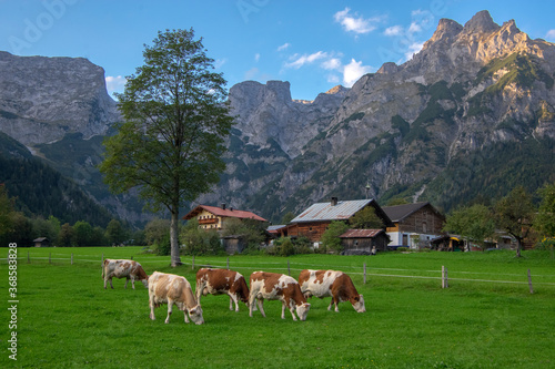 Brown and white cows on pasture  Verfenveng Austrian Alps  beautiful scenery
