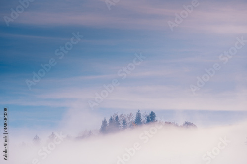 Spruce forest trees on a mountain hill sticking out through the morning fog at beautiful autumn foggy morning scenery.