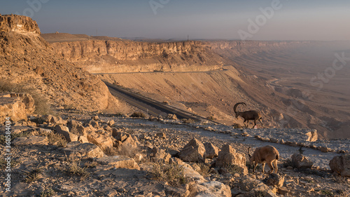 Tableau sur toile Ramon Crater (Machtesh Ramon) and ibex on road #40, as seen shortly after sunrise from the northern rock  edge of the crater,  Ramon Nature reserve, Miztpe Ramon, Negev desert, Beersheba, Israel