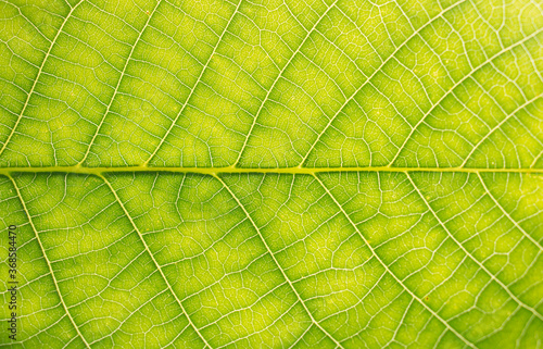walnut green leaf texture