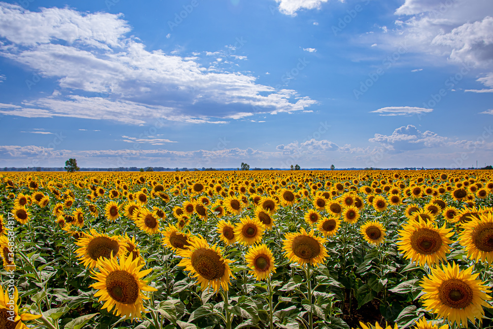 Obraz premium bright yellow sunflowers in the fields against the blue sky