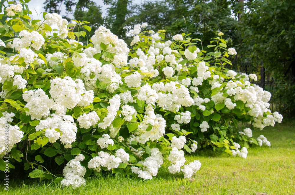 White hydrangea, a large flowering bush in the summer garden White hydrangea, a large flowering bush in the summer garden