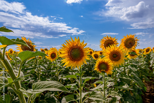 bright yellow sunflowers in the fields against the blue sky