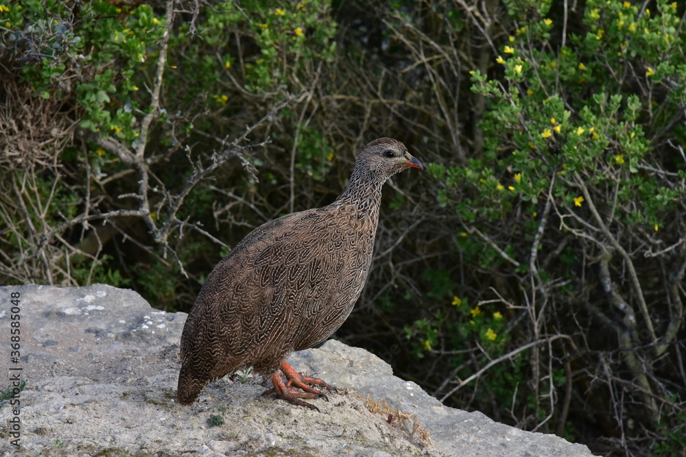 A Cape francolin perched on a stone wall with a green Milkwood as a backdrop A Cape francolin perched on a stone wall with a green Milkwood as a backdrop