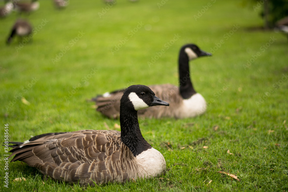 Beautiful Canada goose portrait in park. Two gooses relaxing, sitting, laying Beautiful Canada goose portrait in park. Two gooses relaxing, sitting, laying