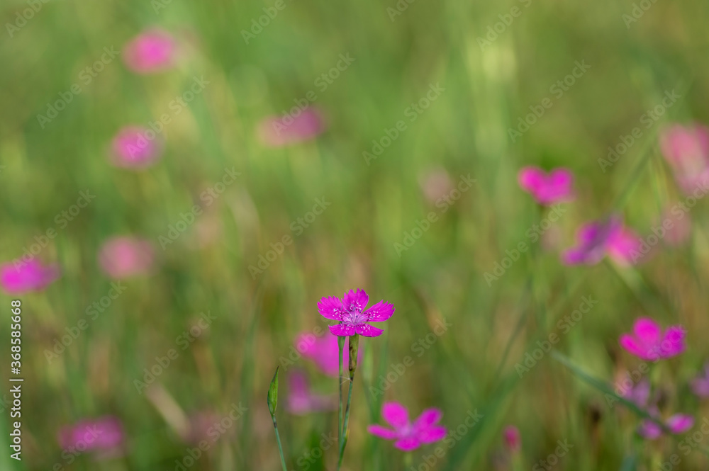 Dianthus deltoides meadow bright pink flower flowers in bloom, small grassland plants in bloom