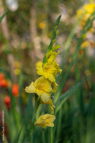 Fototapeta Naklejka Na Ścianę i Meble -  Gladiolus hortulanus garden ornamental plant in bloom, yellow flowering flowers on long tall stem