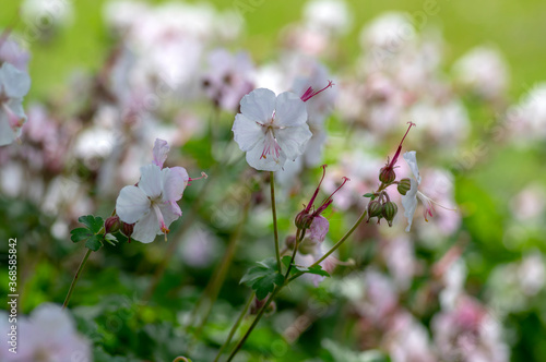 geranium cantabrigiense biokovo white flowering cranesbills plants, group of white flowers and buds in bloom photo