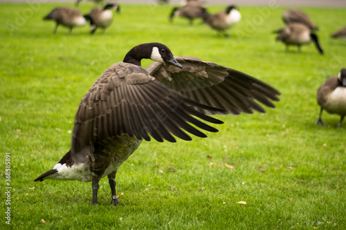 Portrait of beautiful goose shaking her wings, feathers. Gooses flock in background