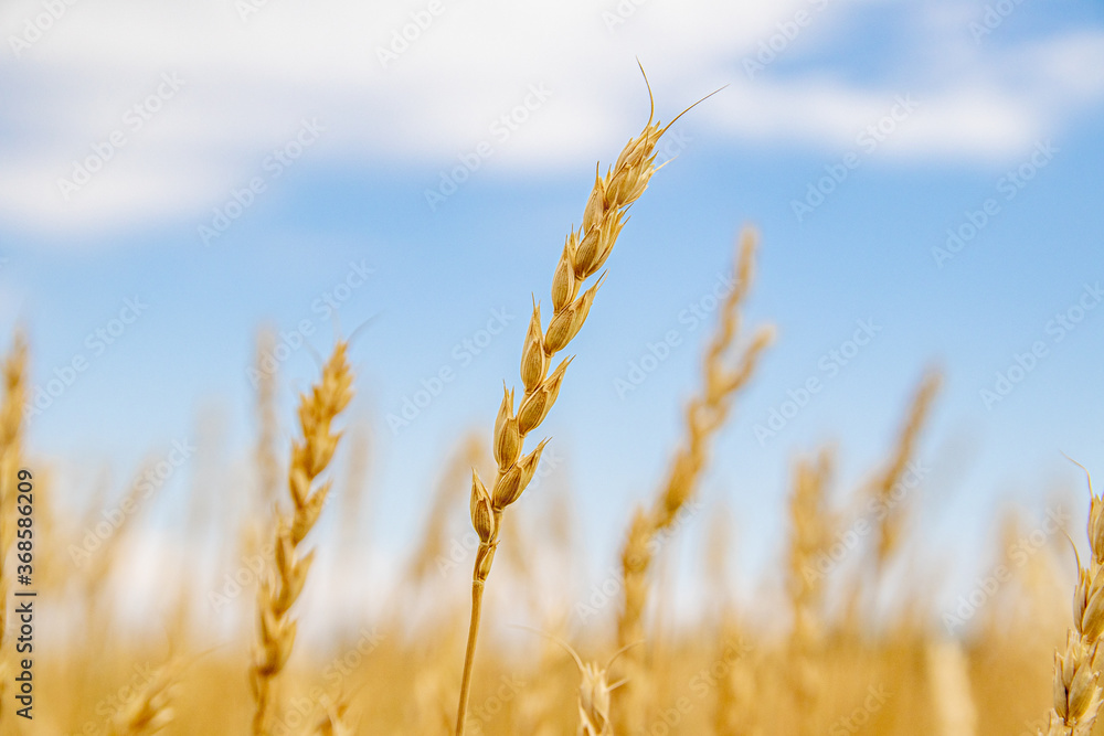 Fototapeta premium Ears of yellow wheat against a blue sky