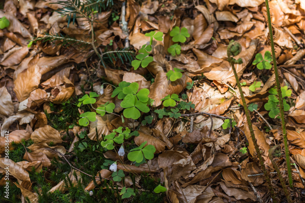 sour clover between dried leaves sour clover between dried leaves