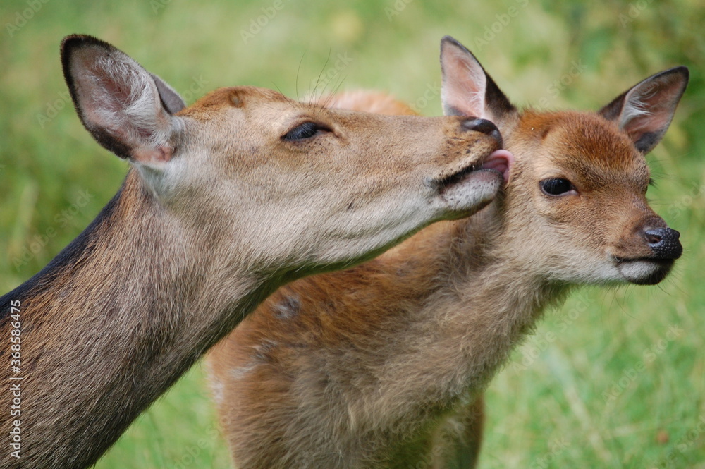 Deer mom leaking baby close up - fawn Deer mom leaking baby close up - fawn