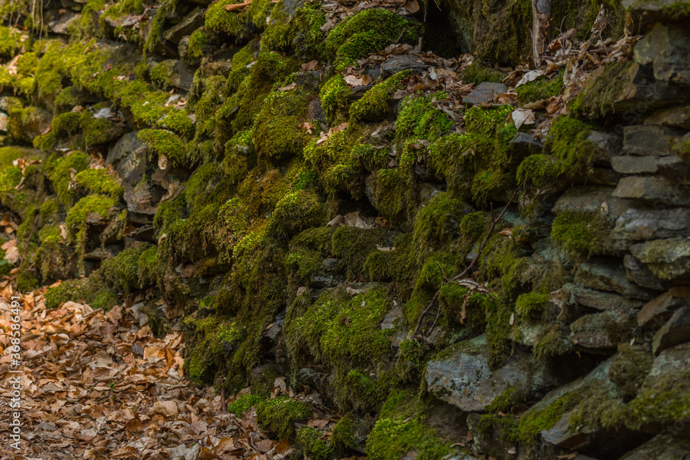 stones with green moss in the forest stones with green moss in the forest