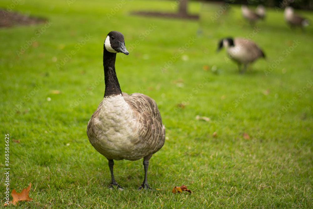 Beautiful Canada goose portrait in park
Beautiful Canada goose portrait in park