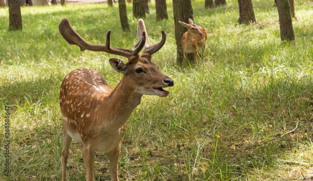 Obraz premium ein junger Damhirsch im Wald