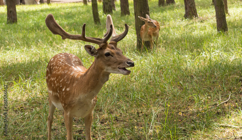 ein junger Damhirsch im Wald