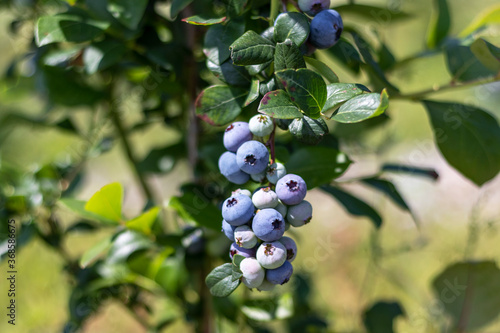 Fresh ripe blueberries on bush close-up.
