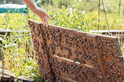 Raised wooden shield, under which there are many snails. Snail farm. photo