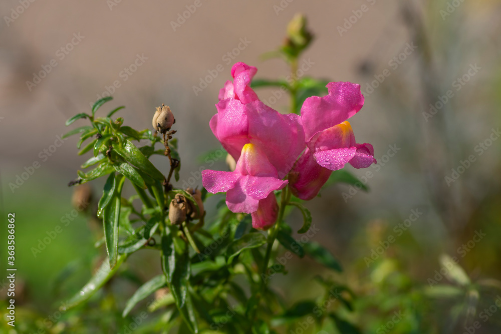 Antirrhinum majus bright colorful flowering plant, group of snapdragon flowers in bloom Antirrhinum majus bright colorful flowering plant, group of snapdragon flowers in bloom