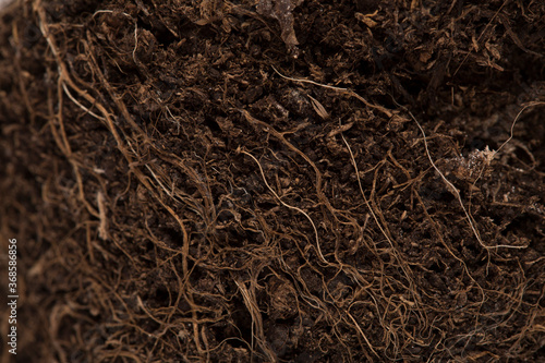 Macro soil texture with small plant roots, growing plants and gardening concept