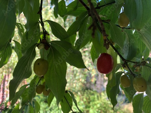 pear on tree
