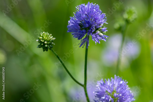 Gilia capitata blue beautiful flowering plant, blue-thimble-flowers in bloom, amazing wildflower