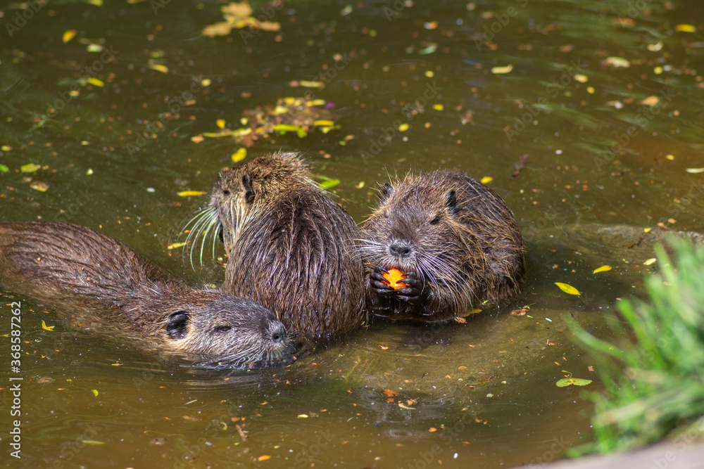 Myocastor coypus nutria large herbivorous semiaquatic rotent eating carrot Myocastor coypus nutria large herbivorous semiaquatic rotent eating carrot
