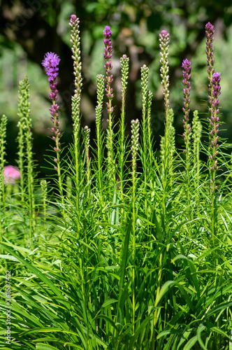 Liatris spicata deep purple flowering plant, group of flowers on tall stem in bloom photo