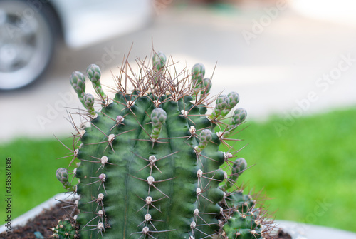 Green thorn cactus with many flowers on it