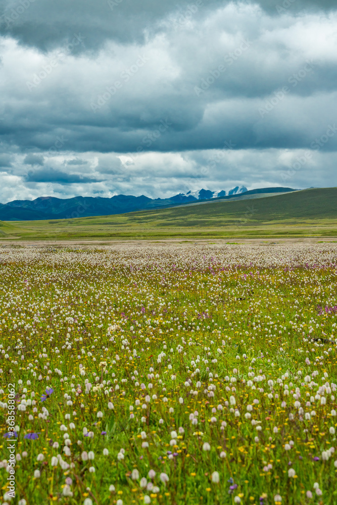 A big cluster of wild flowers in Litang Grassland, in Tibet, China, summer time, on a cloudy day.